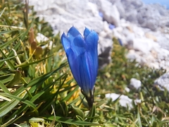 Gentiana froelichii