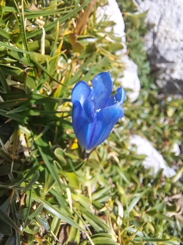 Gentiana froelichii, photograph 1