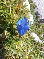 Gentiana froelichii, photograph (c) Amelie Jorns, some rights reserved (CC BY)