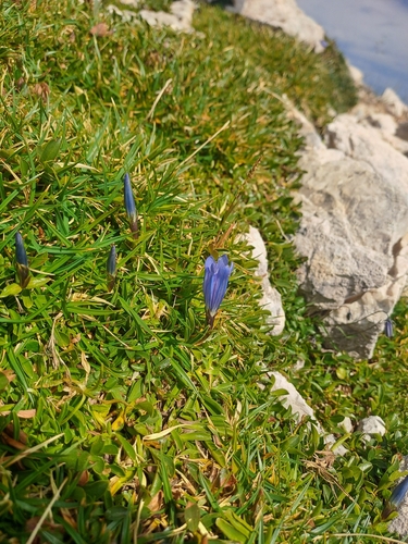 Gentiana froelichii, photograph 2