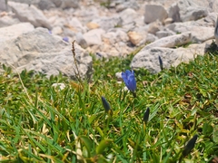 Gentiana froelichii, photograph (c) Amelie Jorns, some rights reserved (CC BY)