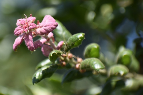iNaturalist observation photo of coast live oak