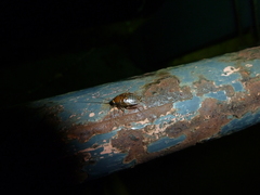 Ectobius lapponicus