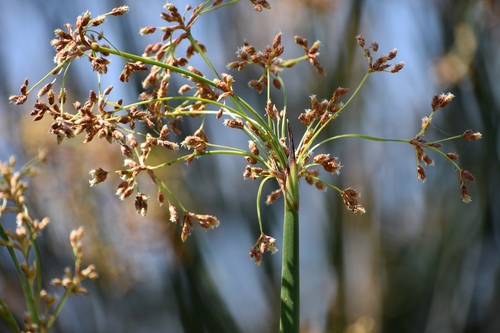 iNaturalist observation photo of California bulrush
