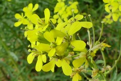 Erysimum crepidifolium