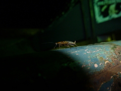 Ectobius lapponicus