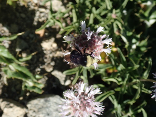 iNaturalist observation photo of Yellow-faced Bumble Bee