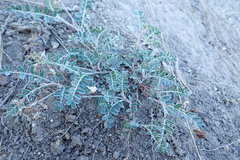 Astragalus cobrensis