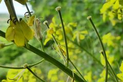 Erysimum crepidifolium
