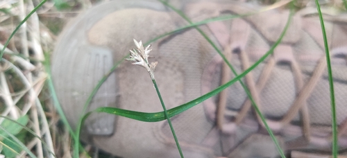 Carex brizoides, photograph 6