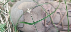 Carex brizoides, photograph (c) Ondřej Křivan, some rights reserved (CC BY)