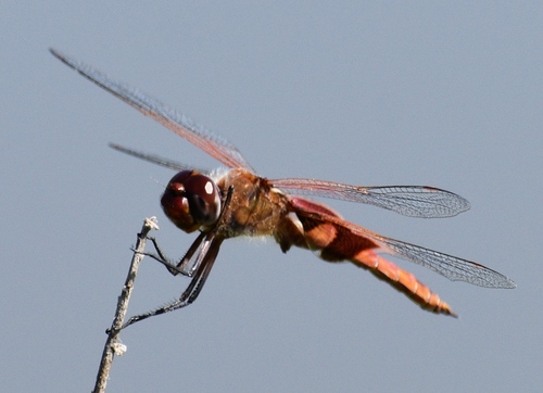iNaturalist observation photo of Red Saddlebags