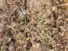 Prinia gracilis