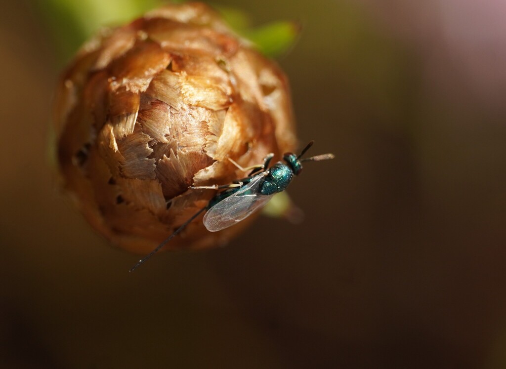Torymus geranii
