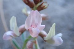 Astragalus cobrensis