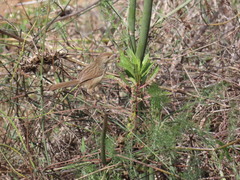 Prinia gracilis