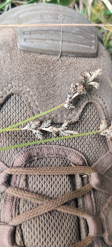 Carex brizoides, photograph 4
