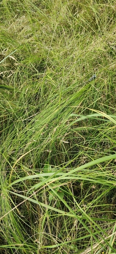 Carex brizoides, photograph 5