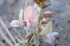 Astragalus cobrensis