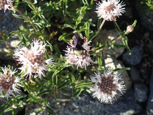 iNaturalist observation photo of Bumble Bees