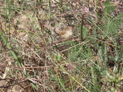 Prinia gracilis