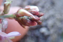 Astragalus cobrensis