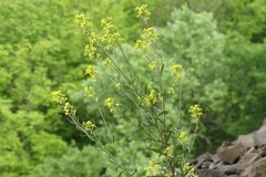 Erysimum crepidifolium