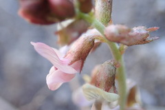 Astragalus cobrensis