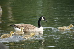 Branta canadensis