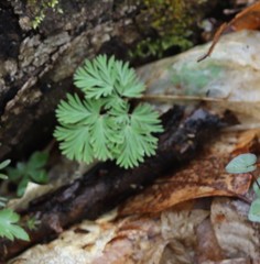 Dicentra canadensis