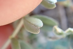 Astragalus cobrensis