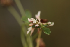 Trifolium pallescens