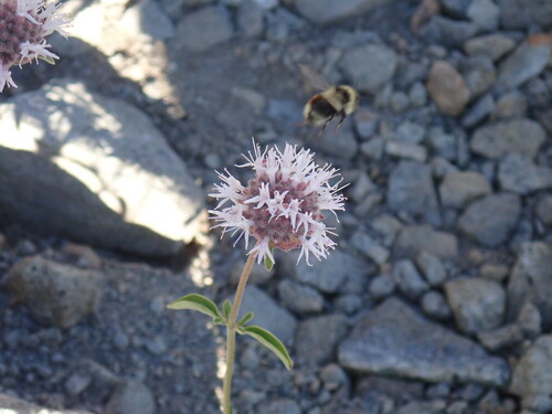 iNaturalist observation photo of Bumble Bees