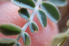 Astragalus cobrensis