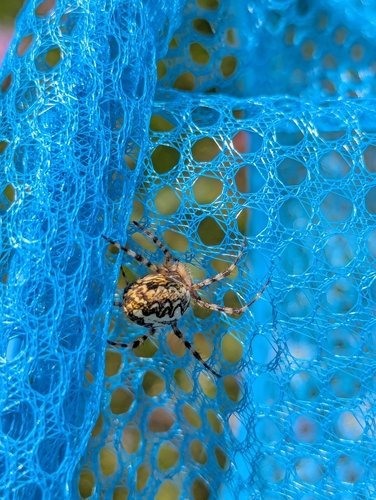 Oak Spider
