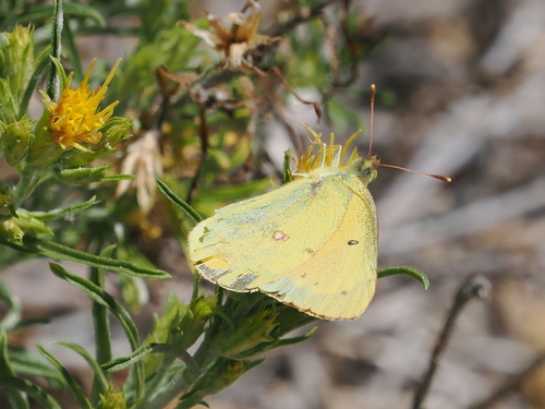 iNaturalist observation photo of Orange Sulphur
