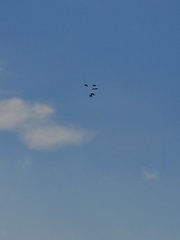 Plegadis falcinellus