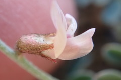 Astragalus cobrensis