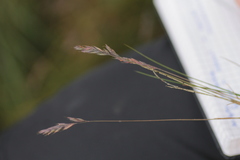 Festuca halleri