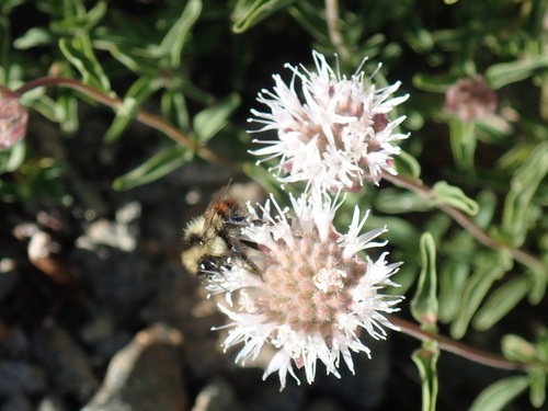 iNaturalist observation photo of Bumble Bees