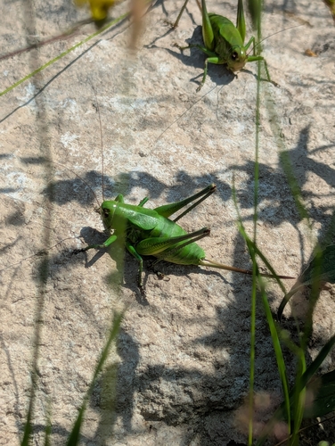 Psorodonotus specularis