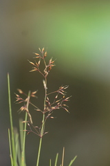 Agrostis alpina