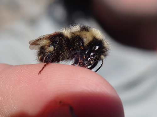 iNaturalist observation photo of Forest Bumble Bee