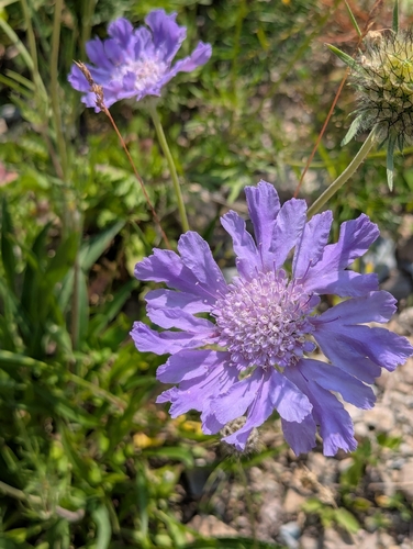Perennial Scabious