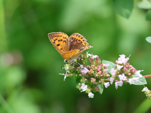 Scarce Copper