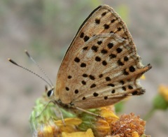 Lycaena bleusei