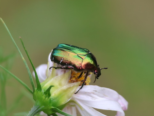European Rose Chafer