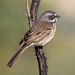 Bell's Sparrow - Photo (c) Tom Benson, some rights reserved (CC BY-NC-ND)