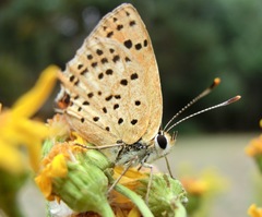Lycaena bleusei