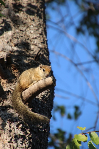 Smith's Bush Squirrel